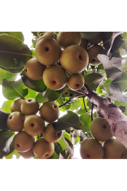 Плоди груші Чоюро на сонячному світлі, готові до збирання.